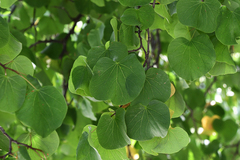 Cercis siliquastrum