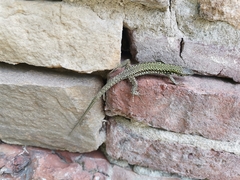 Podarcis muralis