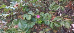 Rosa rugosa