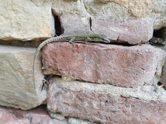 Podarcis muralis