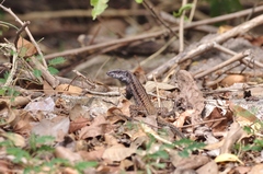 Ameiva fuliginosa