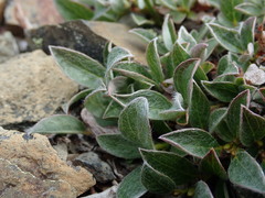 Salix cascadensis