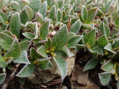 Salix cascadensis