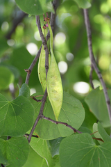 Cercis siliquastrum