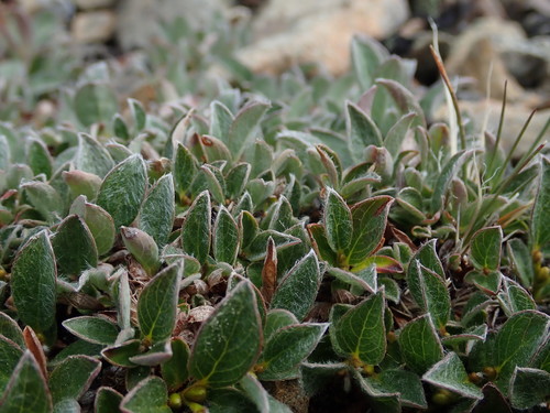 Cascade Willow (Salix cascadensis)