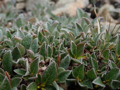 Salix cascadensis