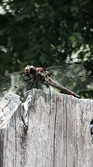 Libellula axilena