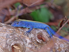 Cnemidophorus espeuti