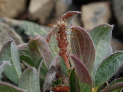 Salix cascadensis