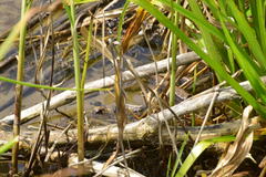 Chimarocephala elongata