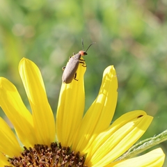 Epicauta atrata
