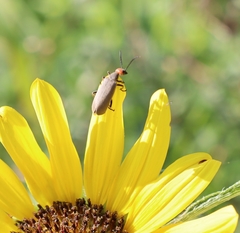 Epicauta atrata