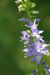 Megachile campanulae