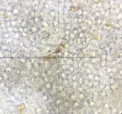Inocybe acriolens