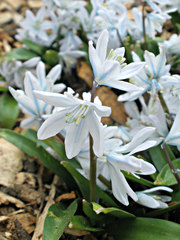 Scilla mischtschenkoana