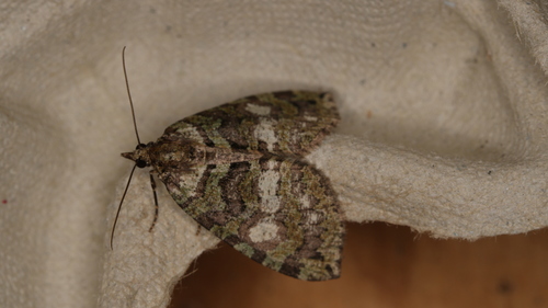 July Highflyer Moth