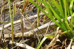 Chimarocephala elongata