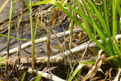 Chimarocephala elongata