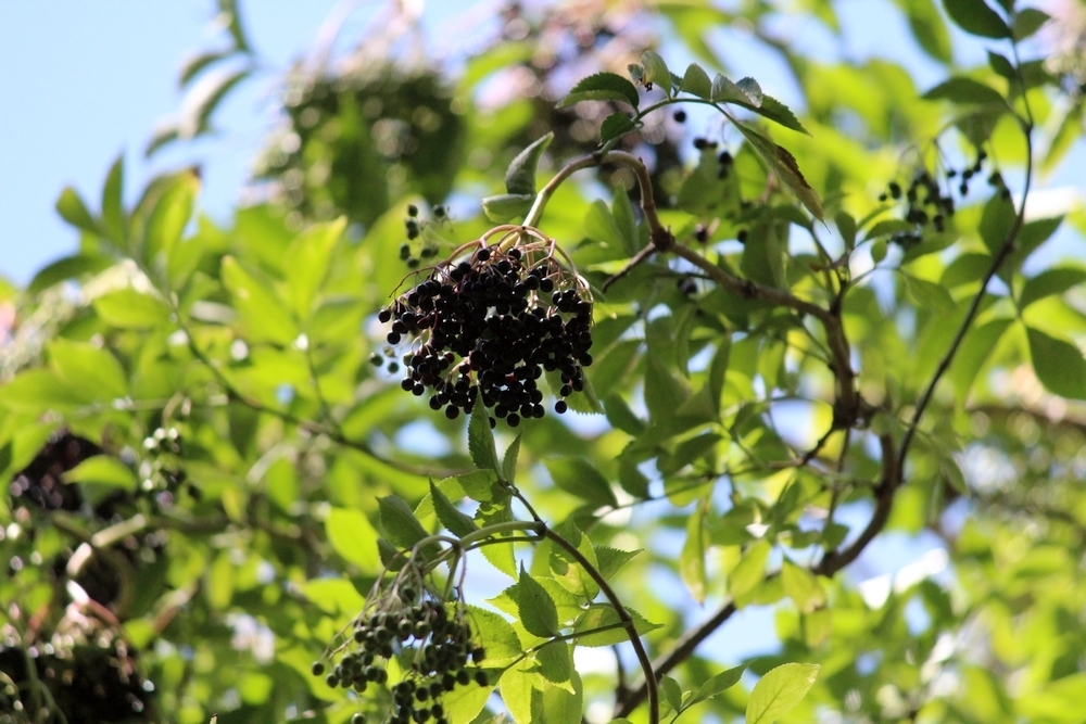 Sambucus nigra