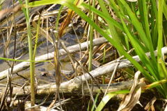 Chimarocephala elongata