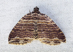 Anticlea multiferata