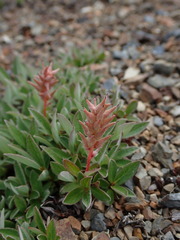 Salix cascadensis