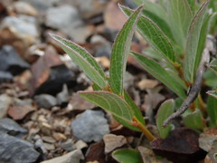 Salix cascadensis