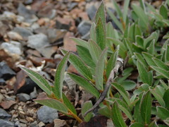 Salix cascadensis