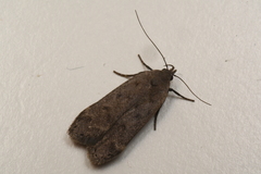 Anacampsis rhoifructella