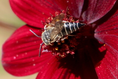 Coelioxys octodentatus