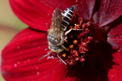 Coelioxys octodentatus