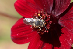 Coelioxys octodentatus