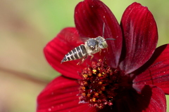 Coelioxys octodentatus