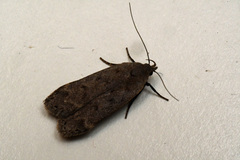 Anacampsis rhoifructella