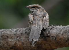 Hydropsalis climacocerca