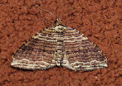 Anticlea multiferata