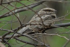Hydropsalis climacocerca