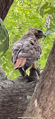 Buteo jamaicensis