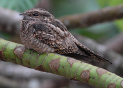 Hydropsalis climacocerca