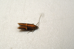 Enchrysa dissectella