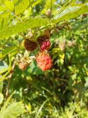 Rubus idaeus
