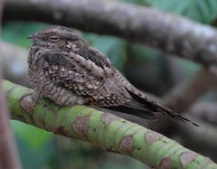 Hydropsalis climacocerca