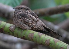 Hydropsalis climacocerca
