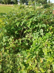 Rubus idaeus