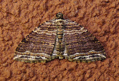 Anticlea multiferata