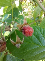 Rubus idaeus