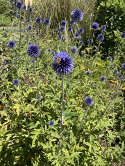 Echinops ritro