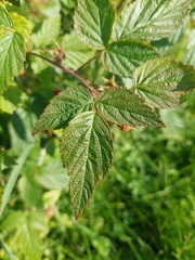 Rubus idaeus