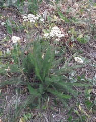 Achillea setacea