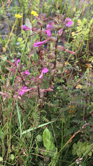 Pedicularis palustris